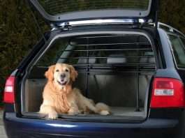 Zwierzak w samochodzie Zwierzak w samochodzie