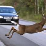 Zwierzęta na jezdni