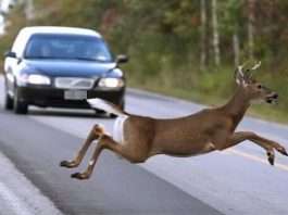 Zwierzęta na jezdni