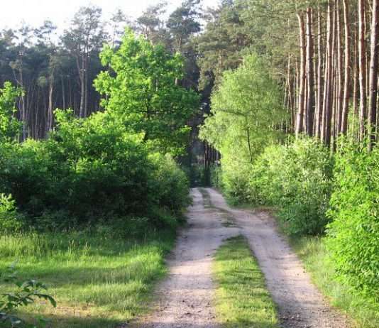 Wjazd samochodem do lasu Wjazd samochodem do lasu